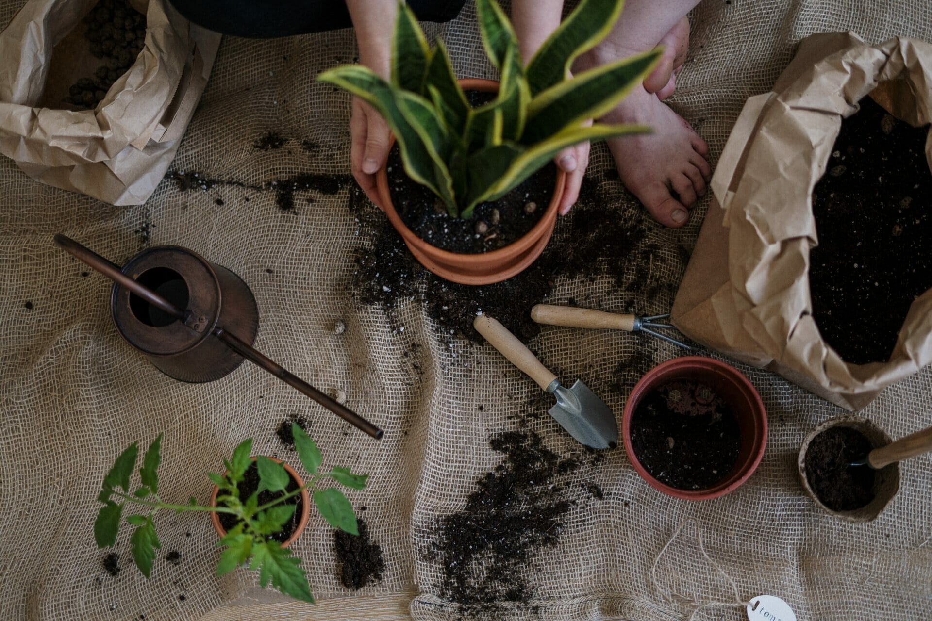 must have tools for indoor plants
