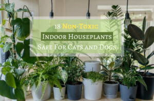 18 Non-Toxic Indoor Houseplants Safe For Cats And Dogs