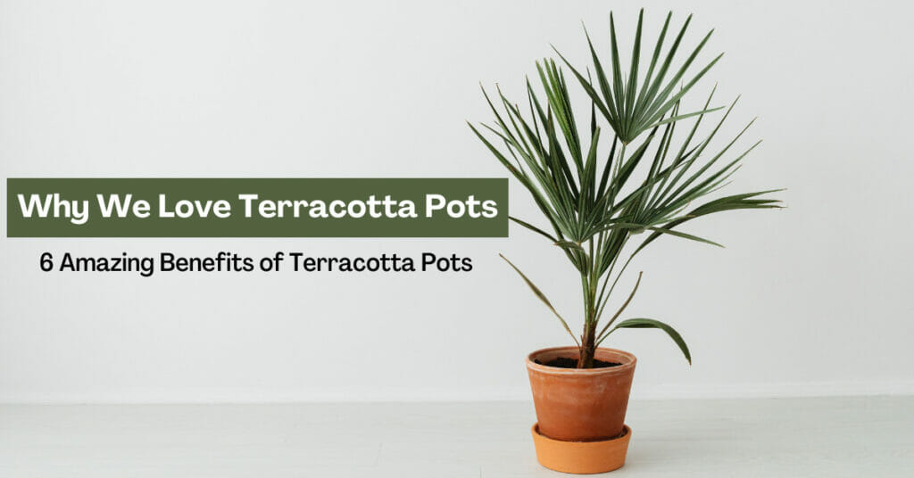 terracotta pots, benefits of terracotta pots, why we love terracotta pots