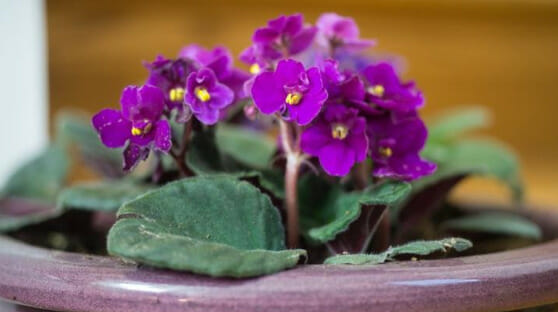 african violets plant, low-maintenance plant, indoor plants, Indoor Houseplants Safe for Cats, pet-friendly plants