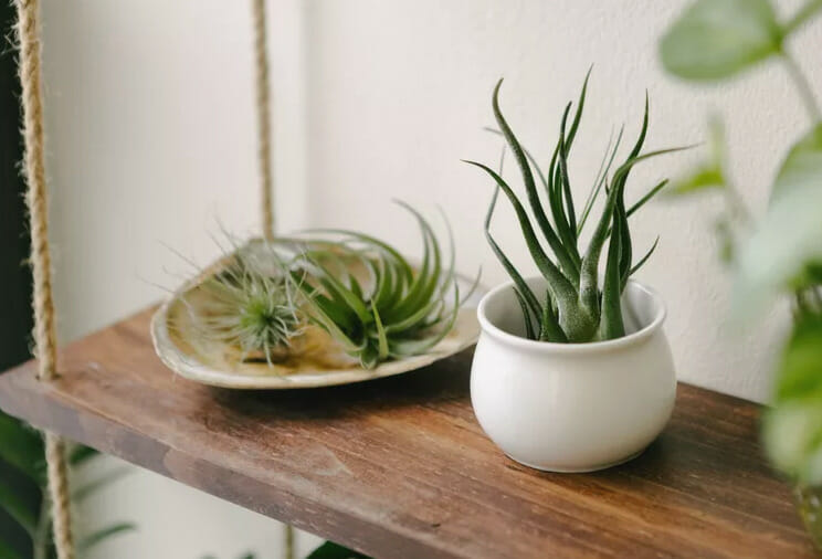 air plants, non-toxic plants, pet-friendly plants