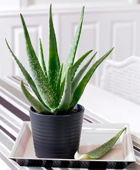 aloe vera, healing powers of succulents, indoor plants, keep succulents alive, indoor succulents