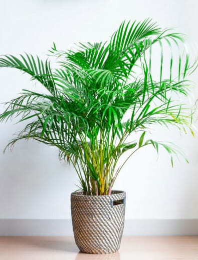 areca palm, Low-maintenance Indoor Plant, plant for clean air, air-purifier, low water plants