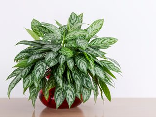 chinese evergreen, Low-maintenance Indoor Plant, plant for clean air, air-purifier, low water plants