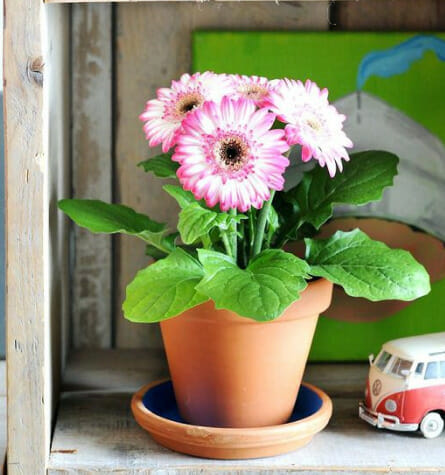 gerbera daisy, flowering indoor plant, Low-maintenance Indoor Plant, plant for clean air, air-purifier, low water plants