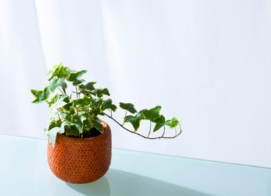 english ivy, hanging plants, Low-maintenance Indoor Plant, plant for clean air, air-purifier, low water plants