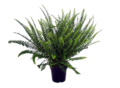 kimberly fern, Low-maintenance Indoor Plant, plant for clean air, air-purifier