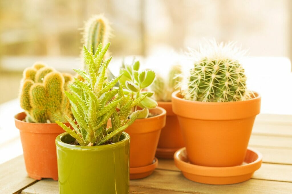 terracotta pots, benefits of terracotta pots, beautiful pots for plants, cactus