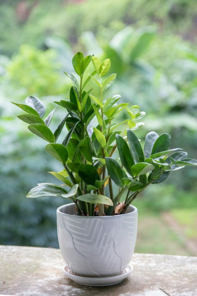 zz plant, toxic plant, poisonous plant, low light plant, Low-maintenance Indoor Plant, plant for clean air, air-purifier, low water plants