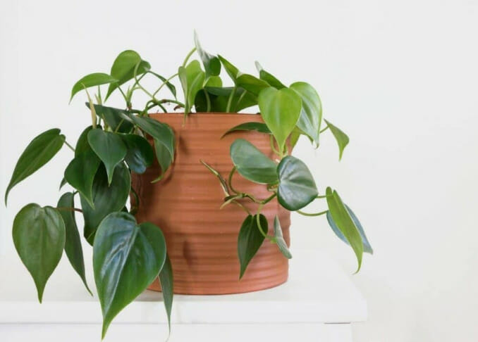 philodendron, Low-maintenance Indoor Plant, plant for clean air, air-purifier