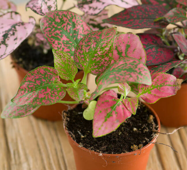 polka dots plant, low-maintenance plant, indoor plants, non-poisonous plants, per- friendly plants