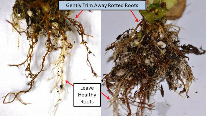 root decay in plants, treat root rot, fix root rot, remove rooten roots