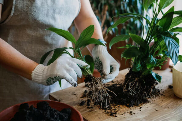 root rot in indoor plants, root rot in potted plants, overwatering in plants, fix root rot, remove old soil