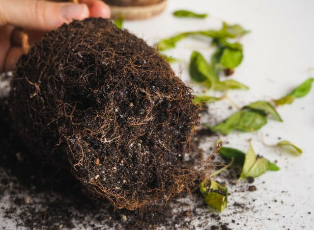 root rot in potted plants