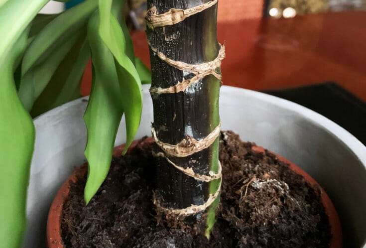 root rot due to damp soil, root rot, indoor plants, overwatering in plants