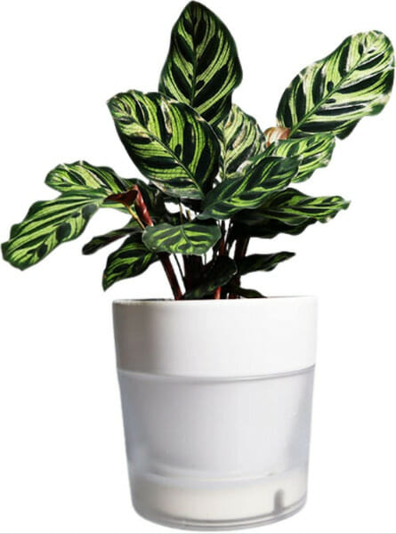 indoor planter, flower pot, auto adjust plant pot