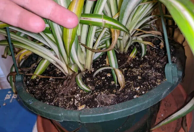 soggy soil of spider plant