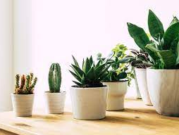 succulents, keep succulents alive indoors, indoor succulent, low water plants 