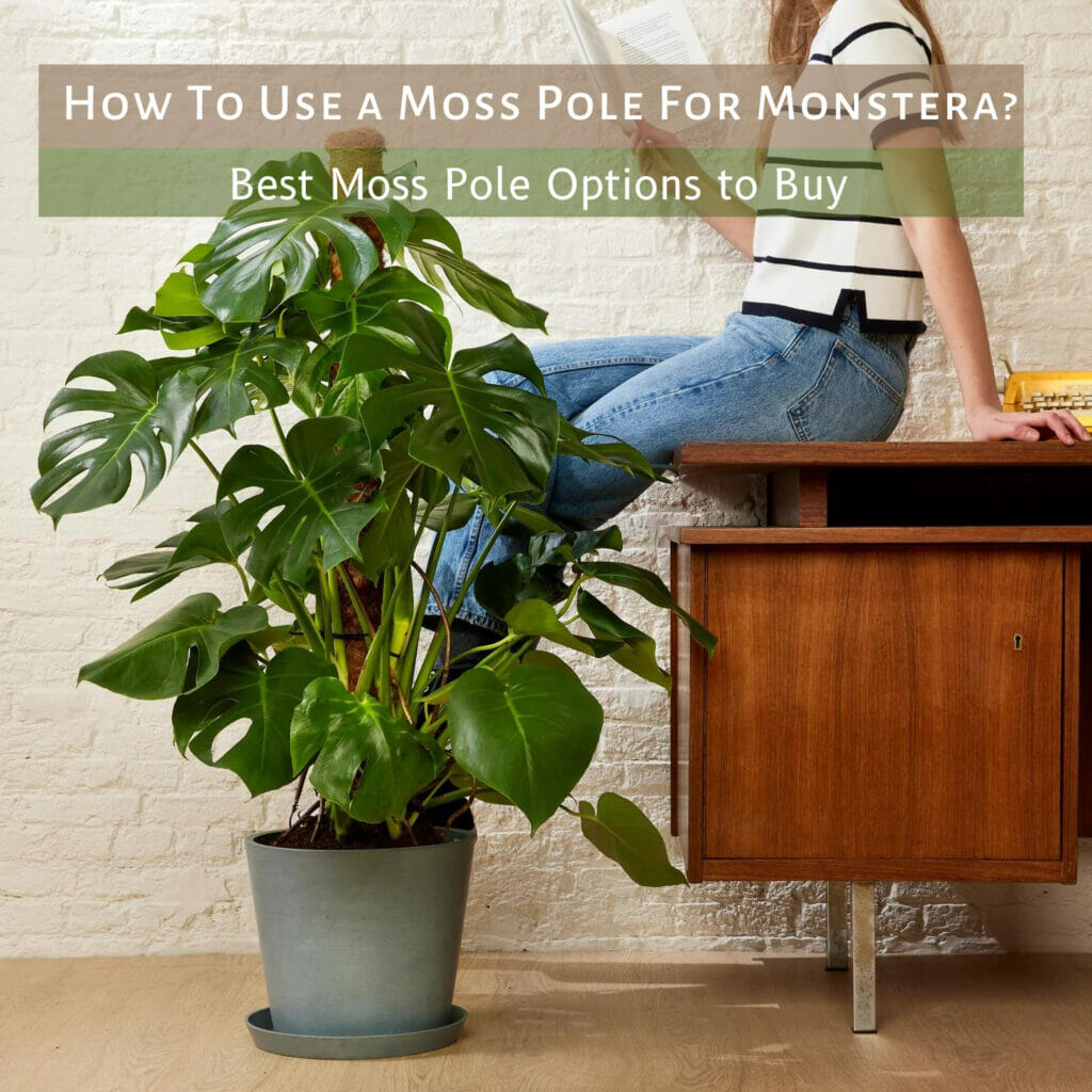 How To Use a Moss Pole For Monstera, How To tie a Moss Pole For Monstera, How To train monstera on a Moss Pole 