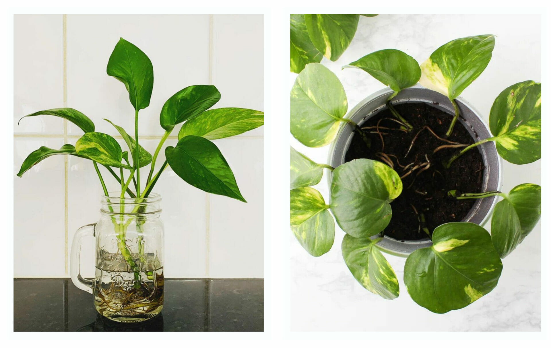 How to Grow plants From Cuttings in Water? A Beginner's Guide