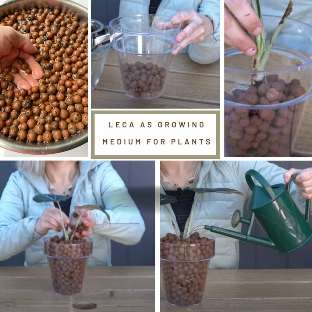 LECA for Plants, clay balls, hydroton balls, LECA As a Growing Medium for Plants
