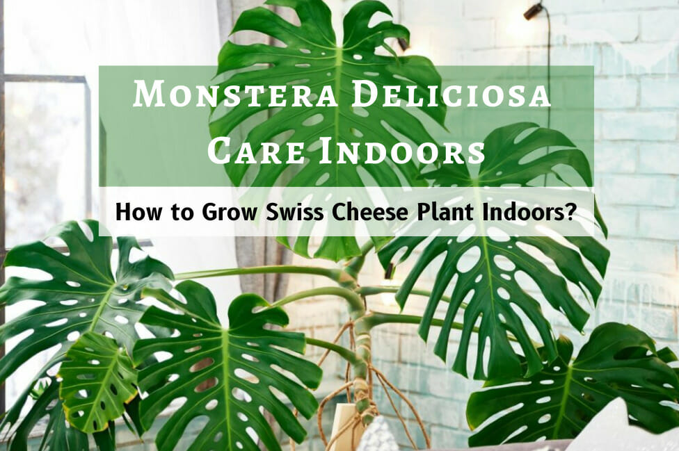 Monstera Deliciosa Care Indoors, swiss cheese plant, monstera deliciosa
