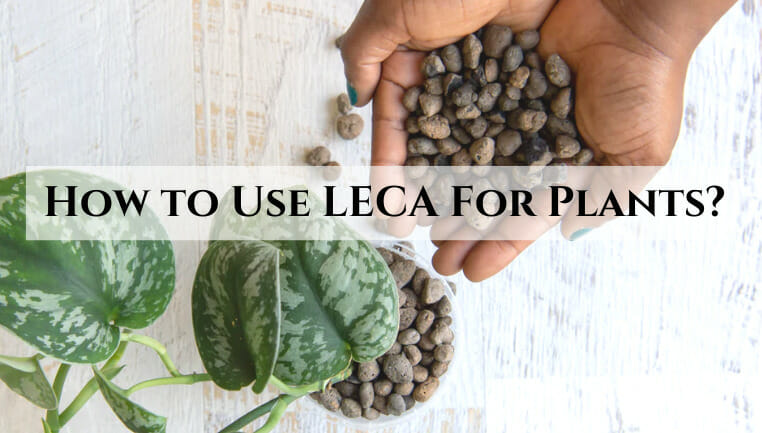 how to use leca