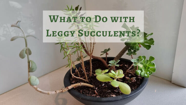 What to do with leggy succulents, etiolation, 
