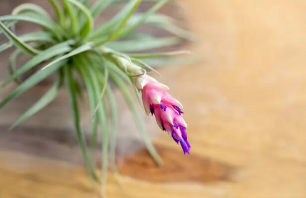 Tillandsia Aeranthos, air plants