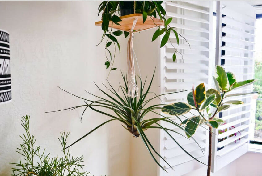 air plants, hanging air plants, 