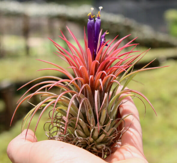 Tillandsia ionantha, air plants