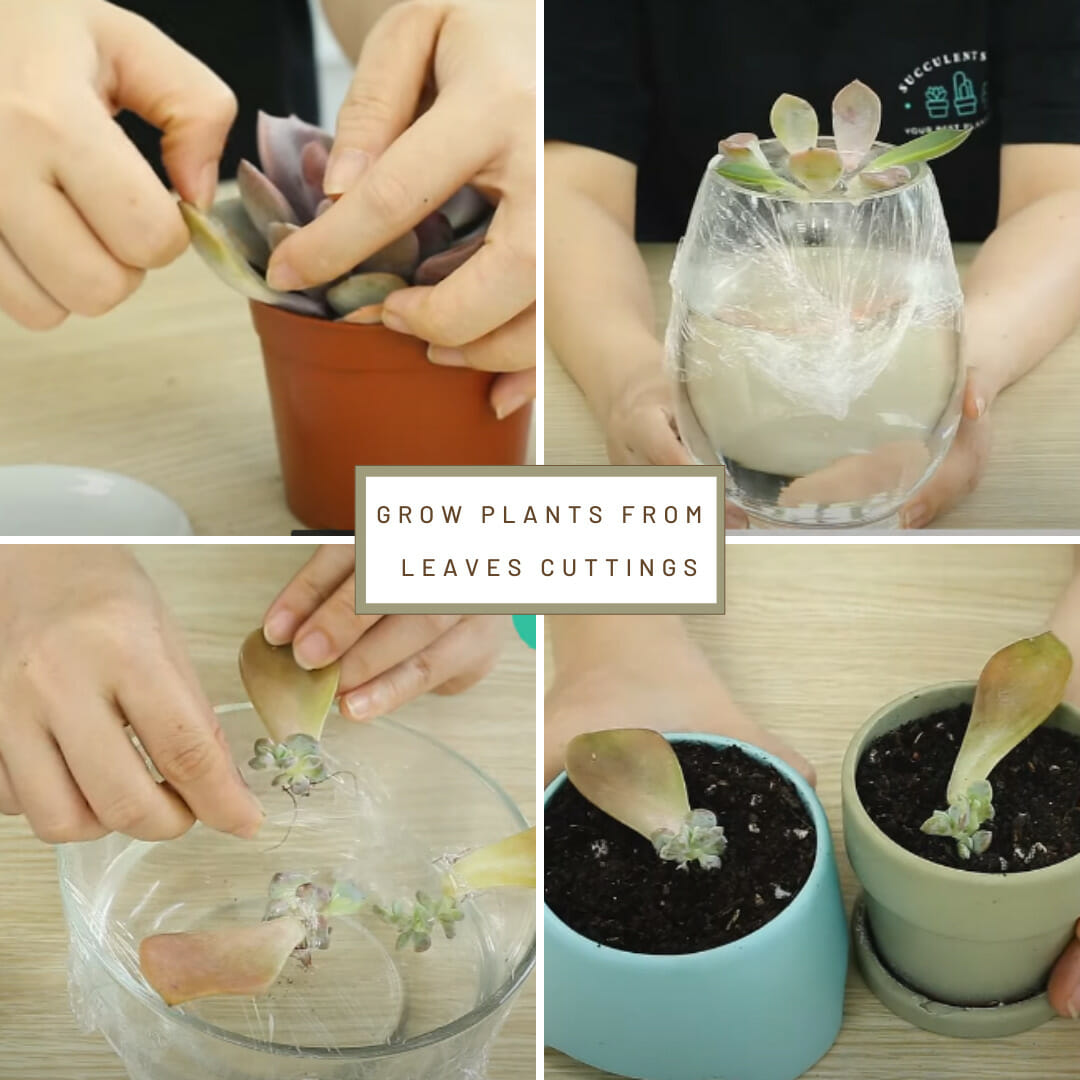 How to Grow plants From Cuttings in Water? A Beginner's Guide