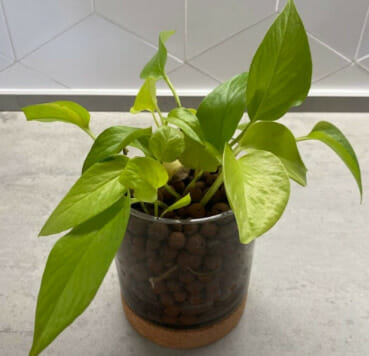 pothos in clay balls, Plants that can grow in Clay Balls, clay balls, hydroton balls, 