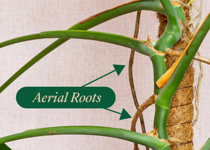 aerial roots of monstera