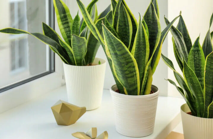 snake plant, plant that like bottom watering