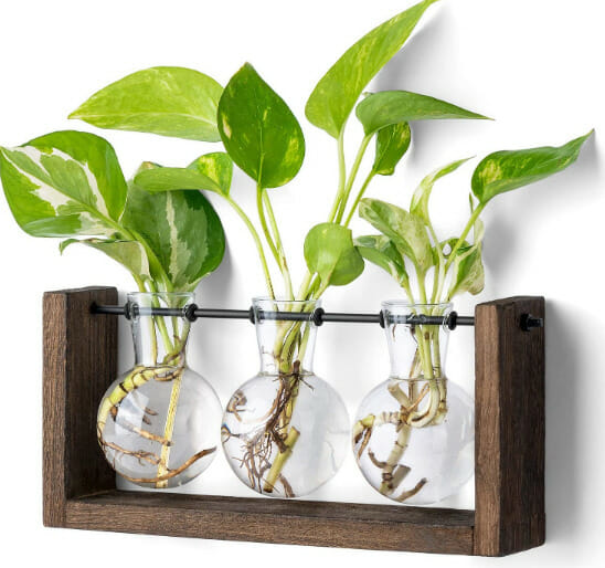 Plant propagation terrarium, 