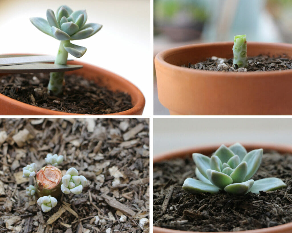 propagate stem to safe leggy succulents, etiolation in succulents