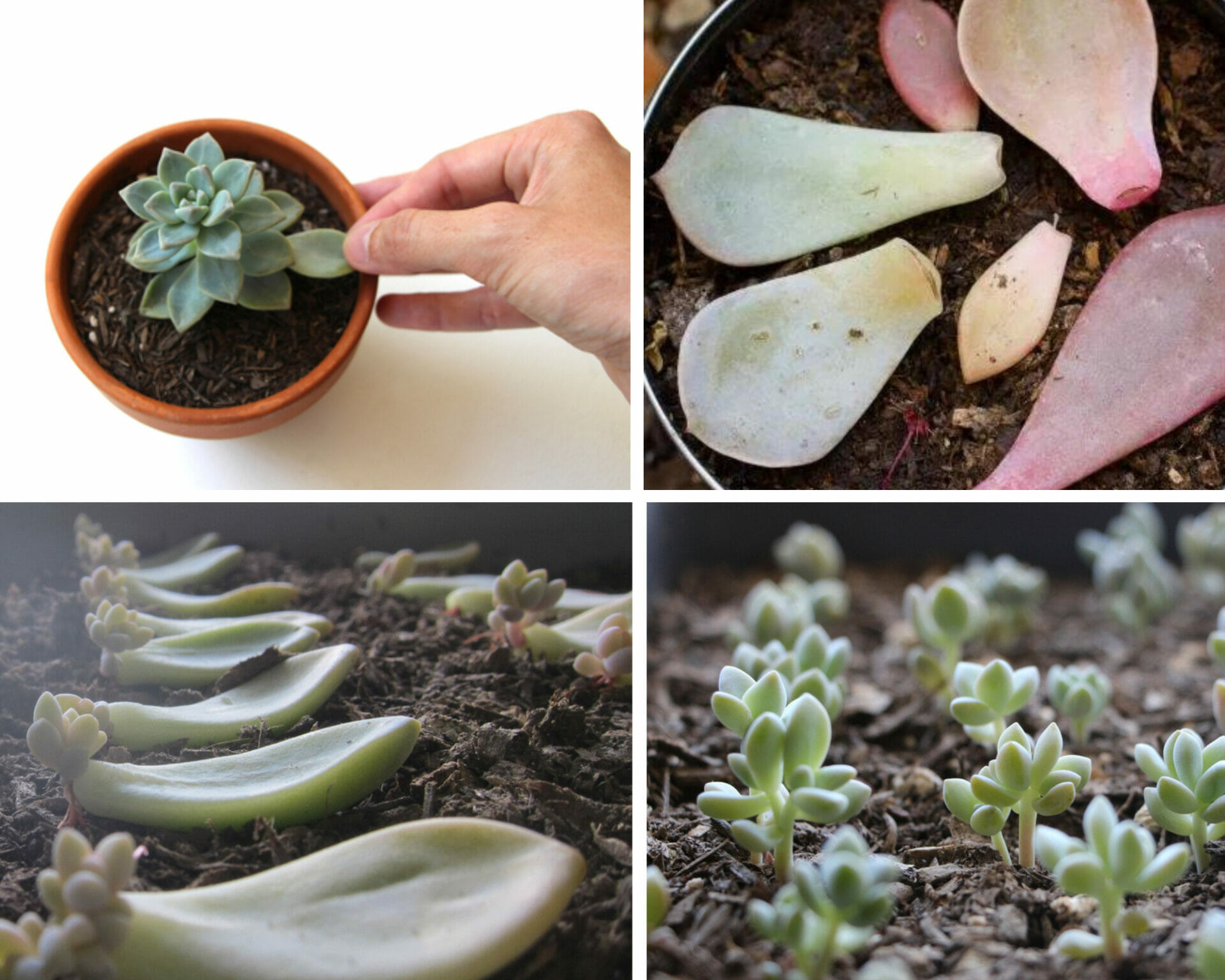 What to Do with Leggy Succulents An Easy Guide