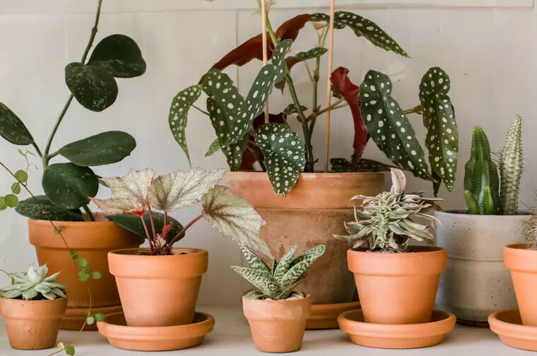 terracotta pots basics, terracotta pots, indoor plants, terracotta made of clay, terracotta beneficial for plants
