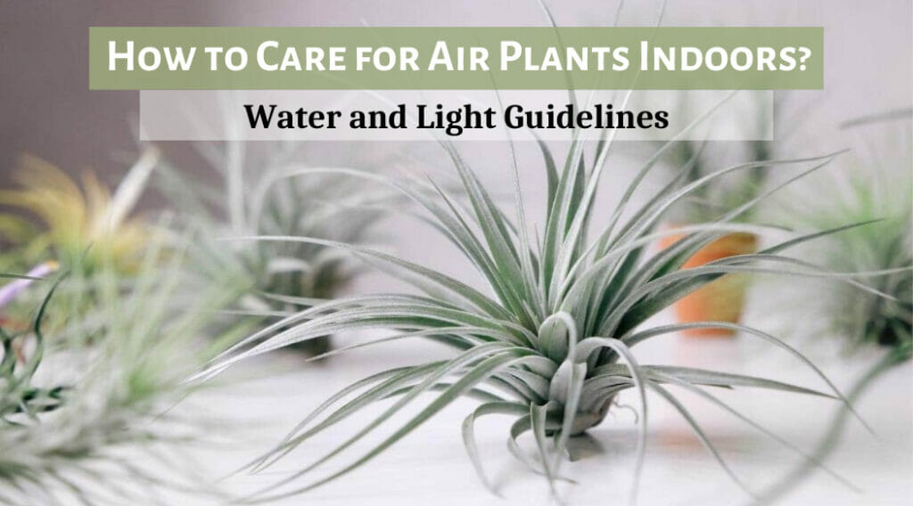 How to Care for Air Plants Indoors, air plants, Tillandsias