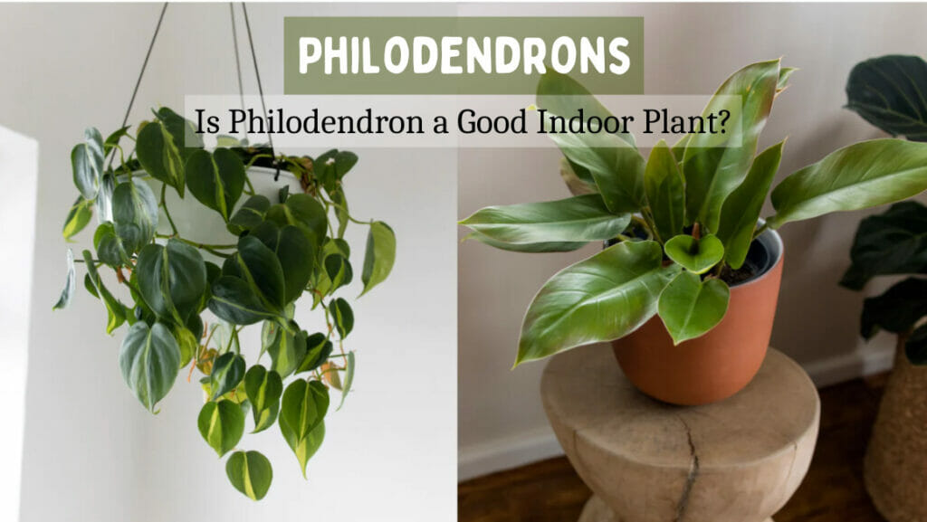 Is Philodendron a Good Indoor Plant?