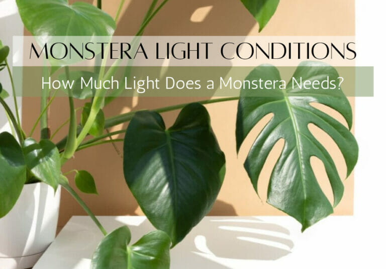 Monstera Light Conditions: How Much Light does Monstera Needs?