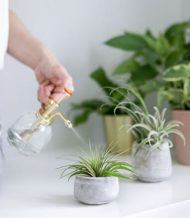 misting the air plants, how to water air plants, 