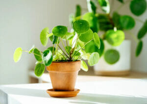 Chinese Moneyplant Care Indoor: Pilea Peperomioides