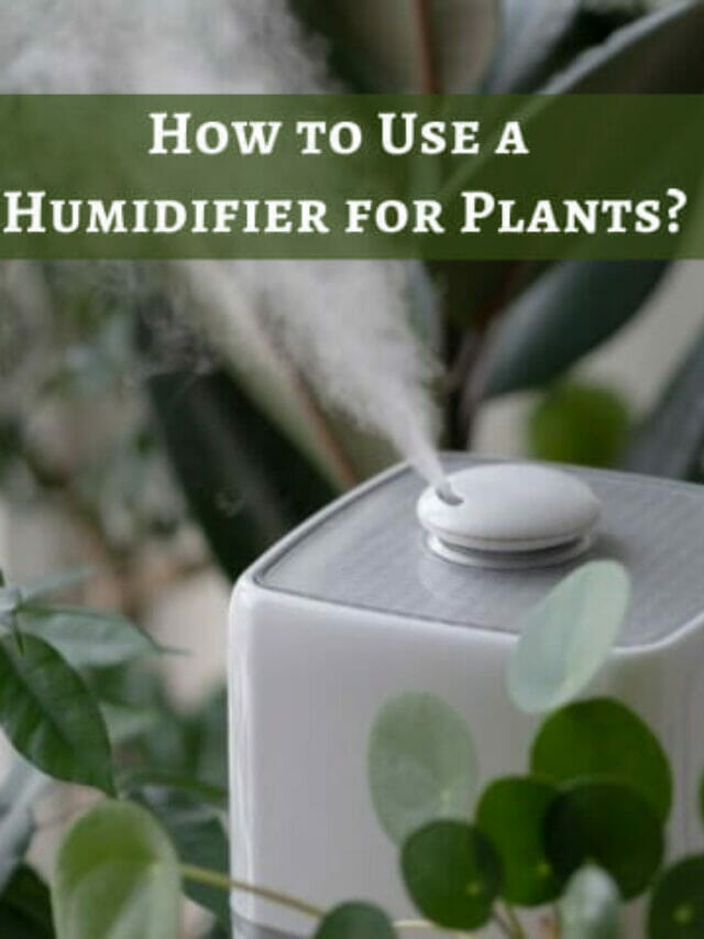 How to Use a Humidifier for Plants (1)