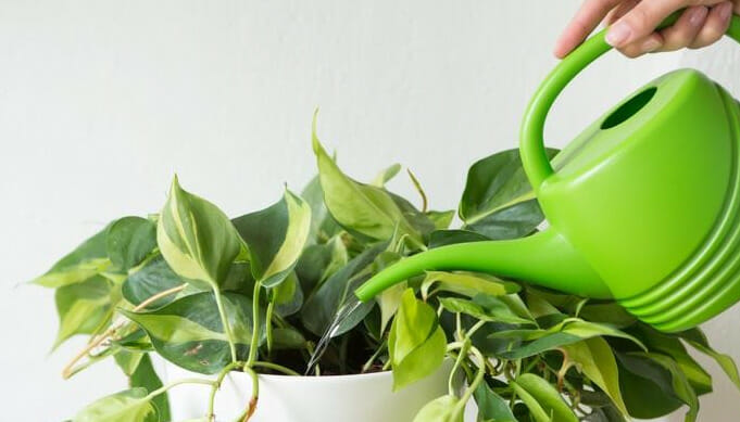 care of Philodendron, Is philodendron a Good Indoor Plant? water for philodendron