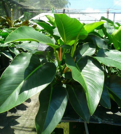 Philodendron Green Congo, upright philodendron, 