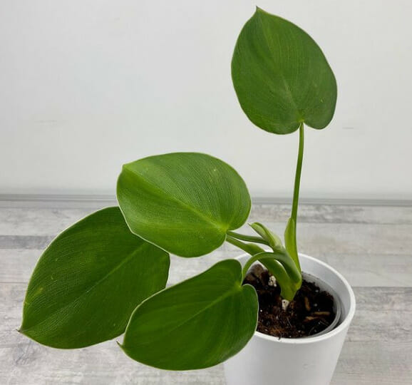 climbing philodendron, Pigskin Philodendron, Philodendron Rogosum, 