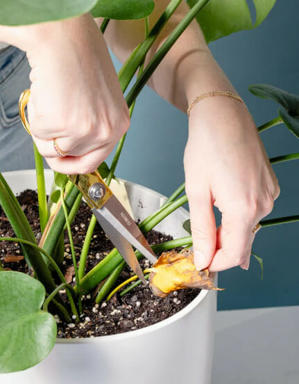 Removal of Dead Foliage From Your Plants, how to prune houseplants