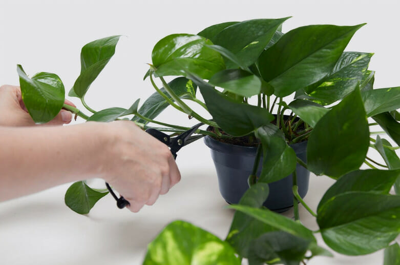Cutting Overgrown Stems and Branches, Pruning plants, how to prune houseplants